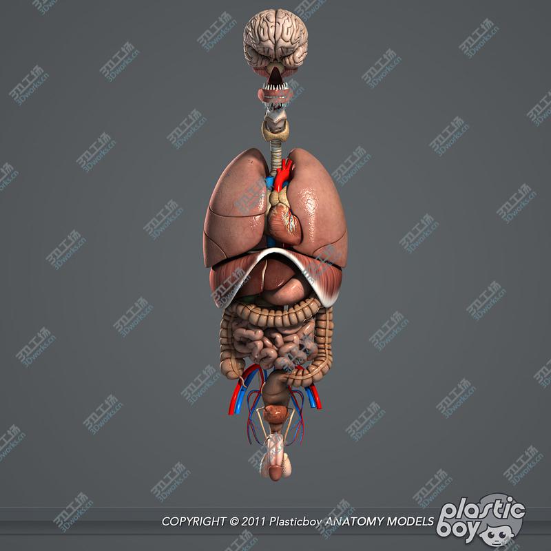 images/goods_img/2021040234/Internal Organs and Male Body Anatomy Pack V04 (Textured)/5.jpg